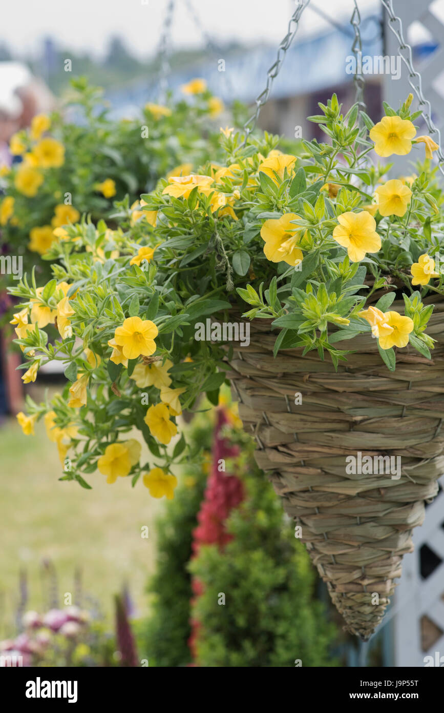Calibrachoa. Pétunia Million Bells fleurs dans un panier suspendu conique à un flower show. UK Banque D'Images Calibrachoa. Pétunia Million Bells fleurs dans un panier suspendu conique à un flower show. UK Banque D'Images