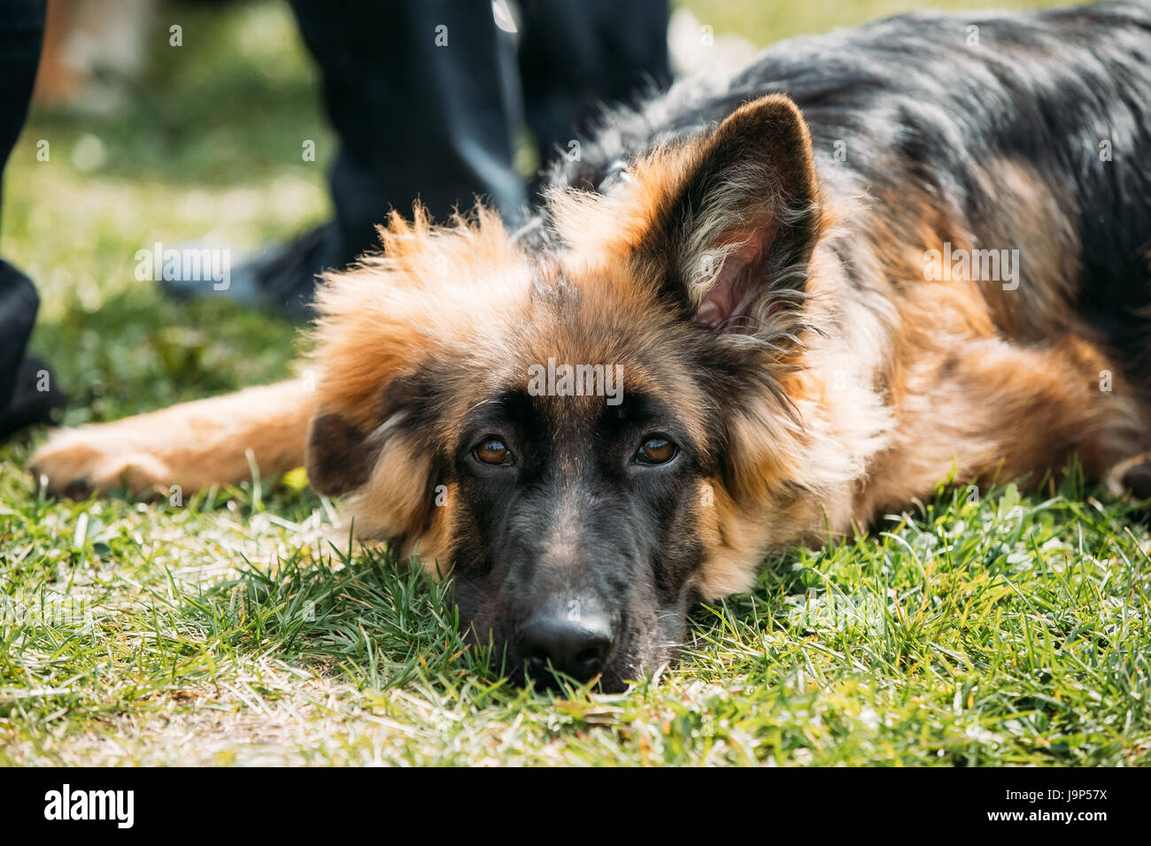 Belle Petite Fatigue Jeune Noir Chiot Berger Allemand Chien Reposant Dans L Herbe Verte Pres De Proprietaire Chien Loup Alsacien Ou Berger Allemand A L Exterieur Deuts Photo Stock Alamy