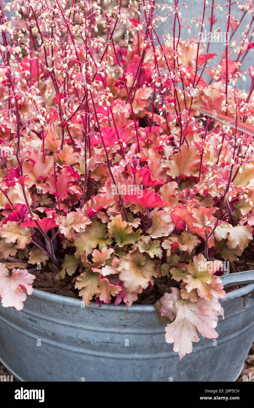 Heuchera 'Marmalade'. Coral bells. 'Marmalade' racine d'alun dans une tôle galvanisée semoir. UK Banque D'Images