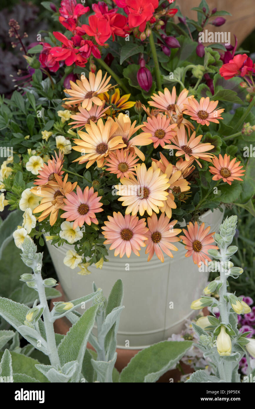 Osteospermum 'Flower Power' miel rose fleurs dans un émail seau à la flower show. Daisy africains Banque D'Images