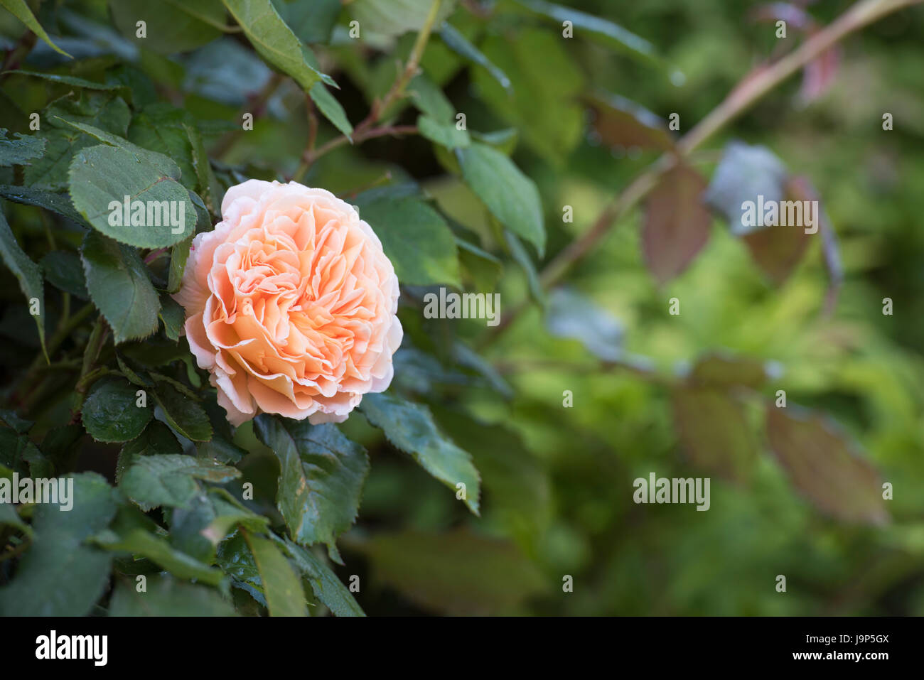 Rosa 'Crown Princess Margareta'. Rose Anglaise Banque D'Images