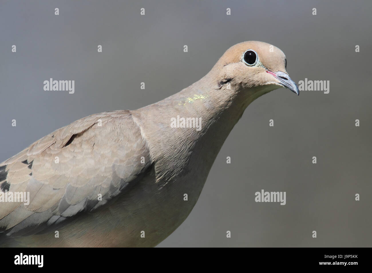 Sauvages, oiseaux, oiseaux, faune, nature, oiseaux, animaux sauvages, oiseaux,, deuil, Banque D'Images