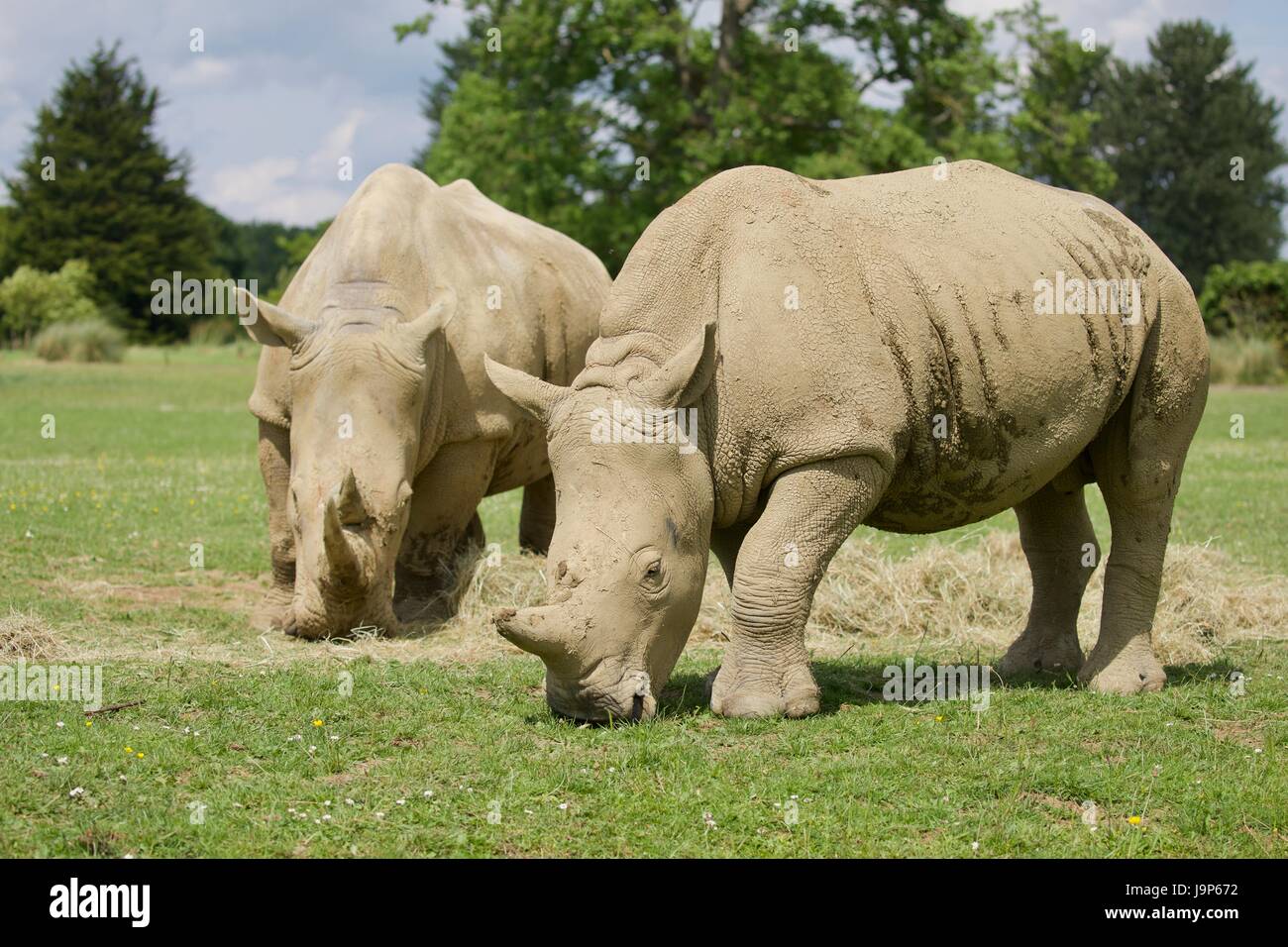 Rhinocéros blancs du sud au Cotswold Wildlife Park Banque D'Images