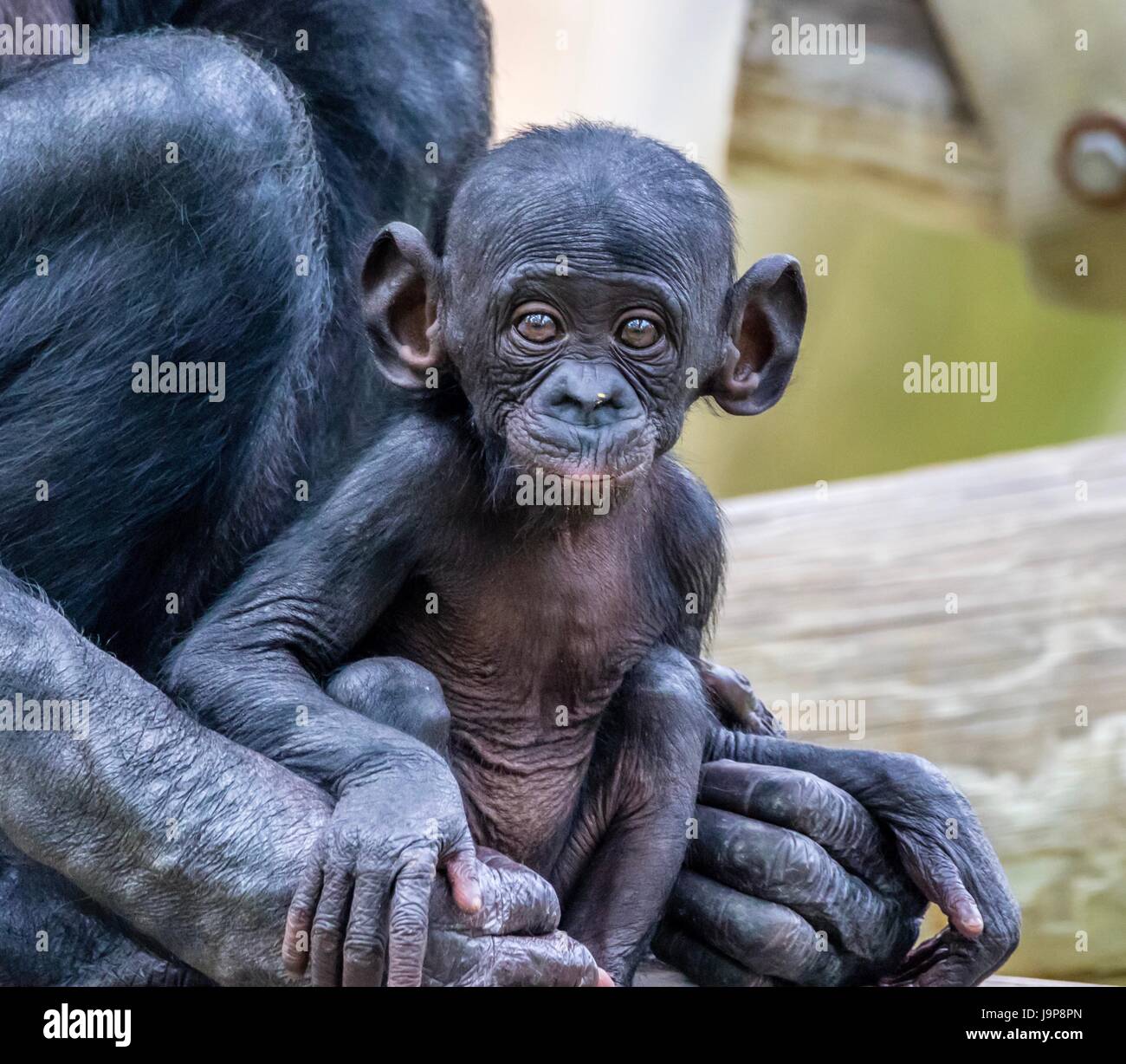 Un Bebe Singe Bonobo Photo Stock Alamy
