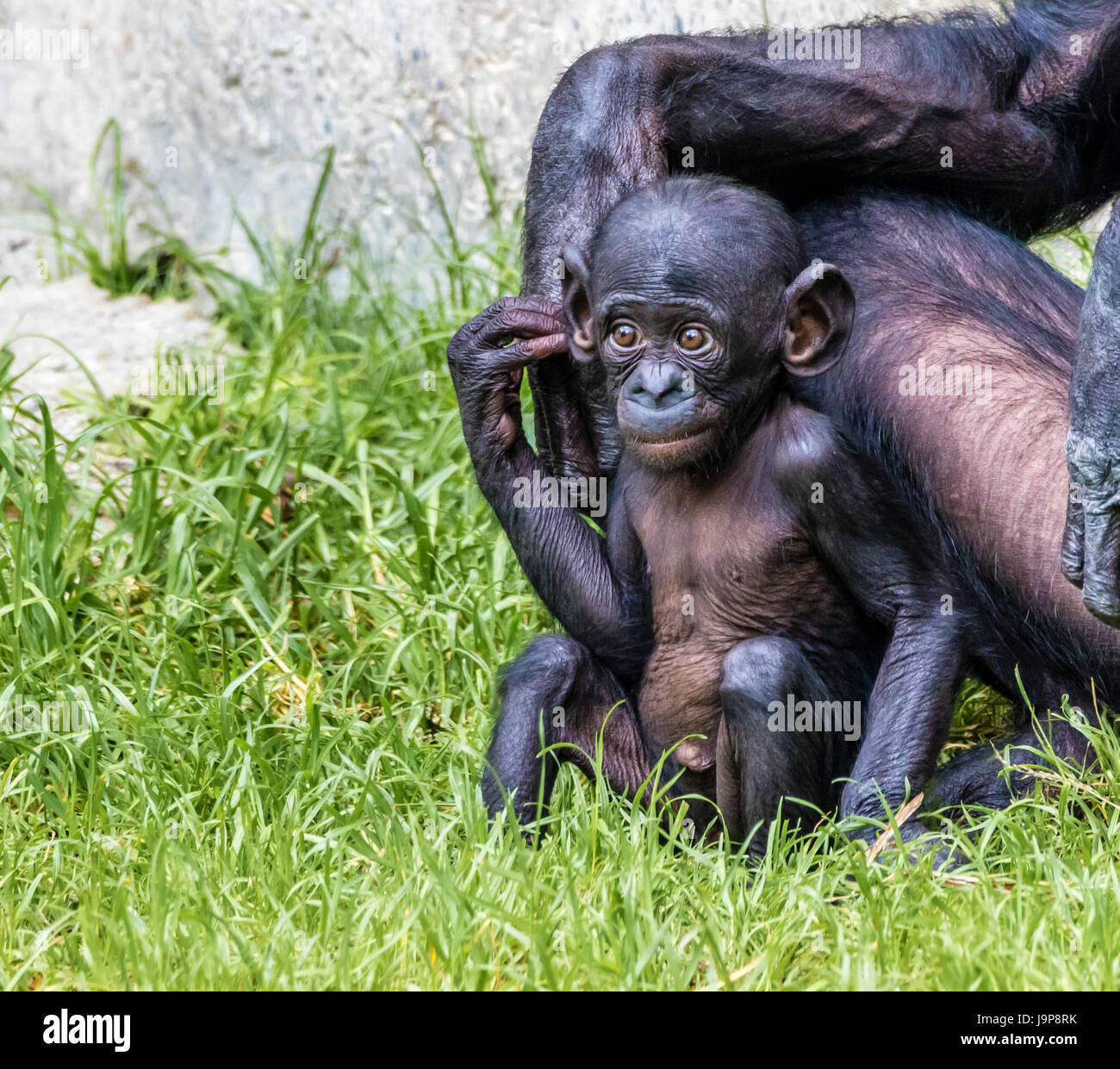 Un Bebe Curieux Singes Bonobo Observe Son Environnement Maman A Proximite Photo Stock Alamy