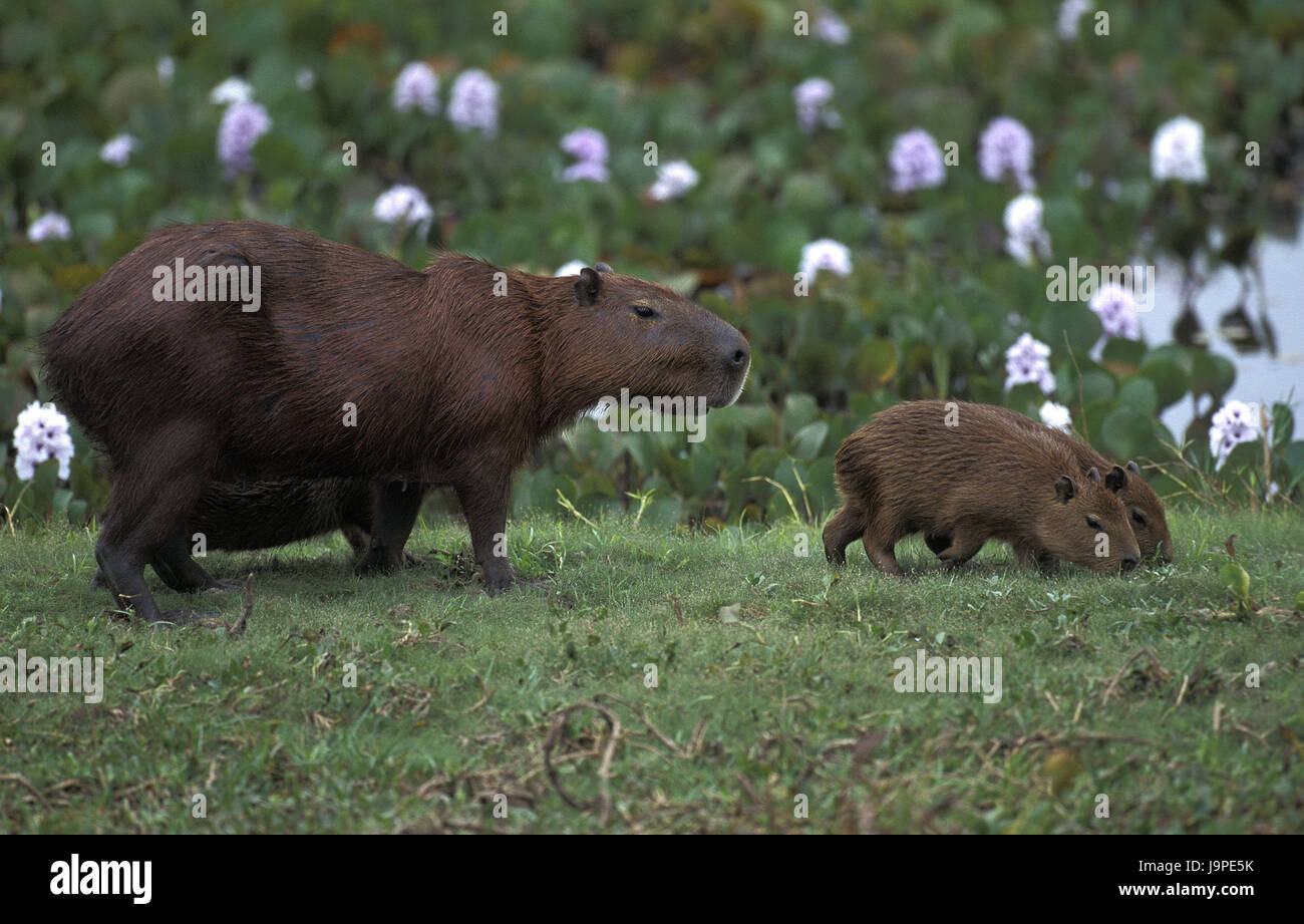 Cochon d'eau,Hydrochoerus hydrochaeris mère,animal,les jeunes animaux,Pantanal, Brésil, Banque D'Images