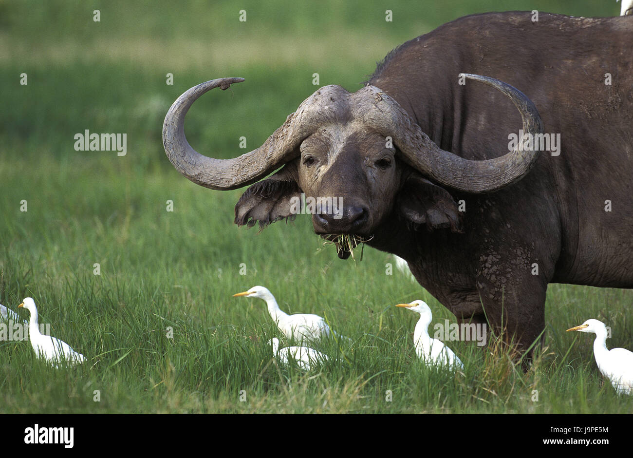Buffle d'Afrique, Syncerus caffer,la vache,Bubulcus ibis Héron,Parc de Masai Mara, Kenya, Banque D'Images
