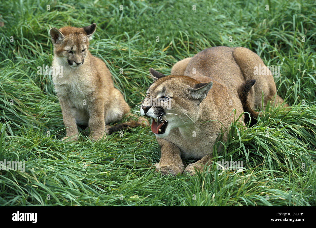 Puma,Puma concolor,mère,Animaux,jeune animal hiss, Banque D'Images