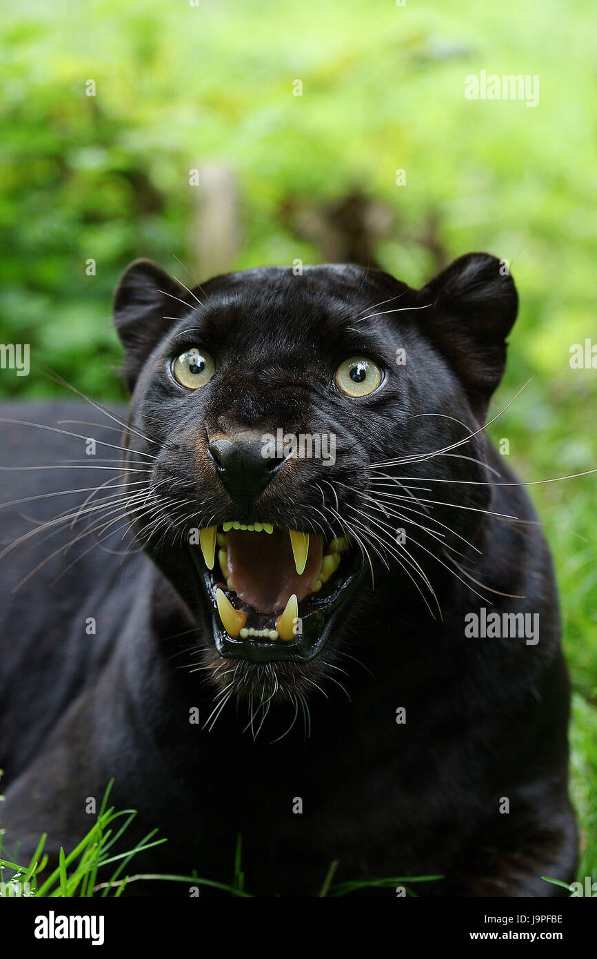 Panthère noire,Panthera pardus,sifflent,défensive, Banque D'Images