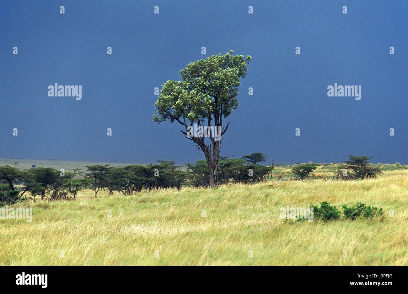 Nationalparlk,savane Masai Mara, Kenya, Banque D'Images