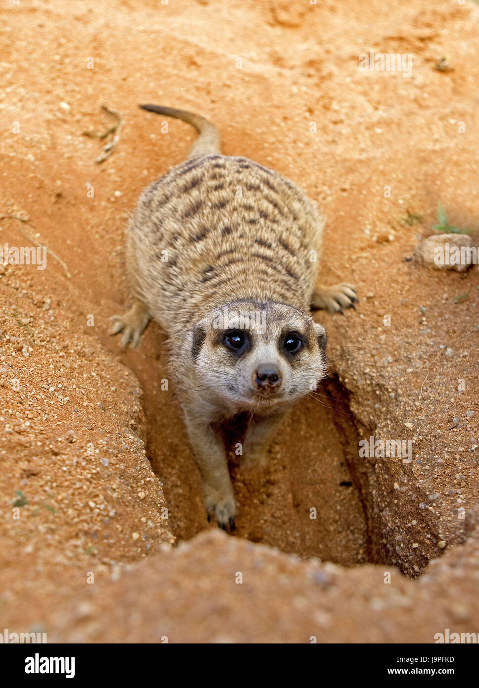 Petits hommes de la terre,Meerkat,Suricata suricatta,entrée,ciel,Namibie, Banque D'Images