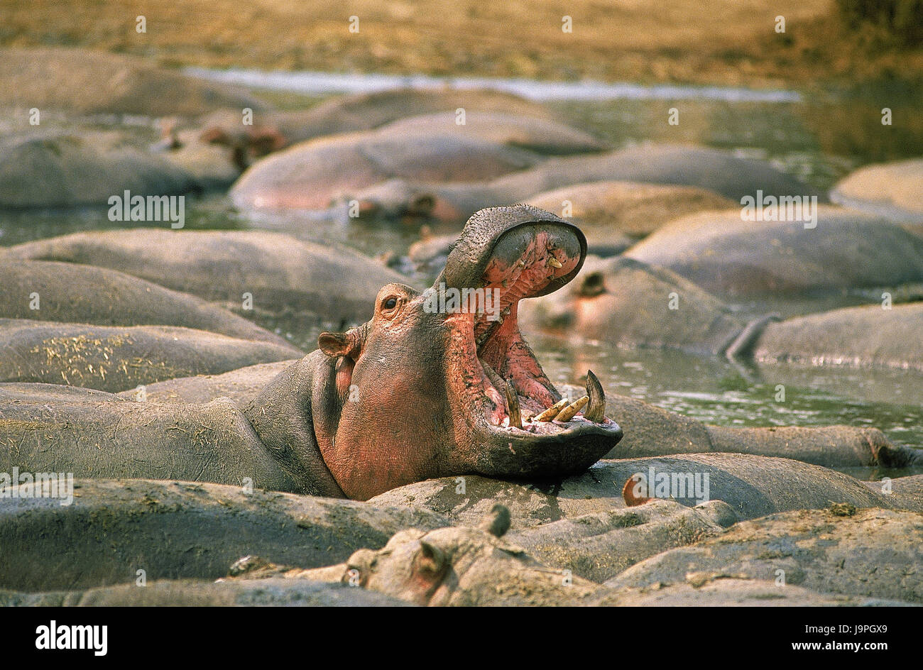 Les chevaux du Nil,Hippopotamus amphibius,eau,parc de Virunga, Congo, Banque D'Images
