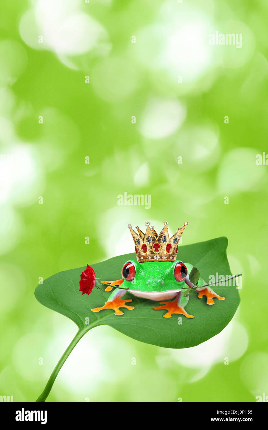 La couronne du roi,grenouille,rose,feuilles, Banque D'Images