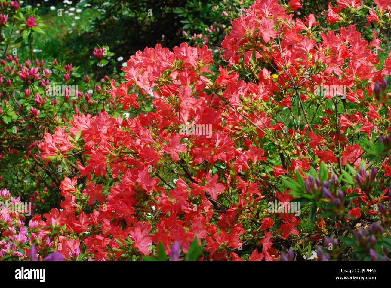 Botanique,fleurs,azalées Busch, rouge, Banque D'Images