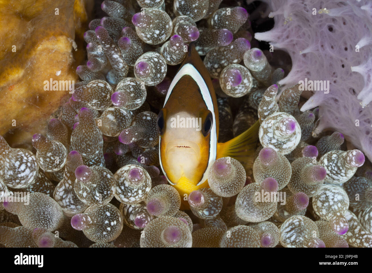 Clarks poisson de l'Anémone Anémone à bulle,Amphiprion clarkii,Entacmaea quadricolor, Détroit de Lembeh,le nord de Sulawesi, Indonésie, Banque D'Images