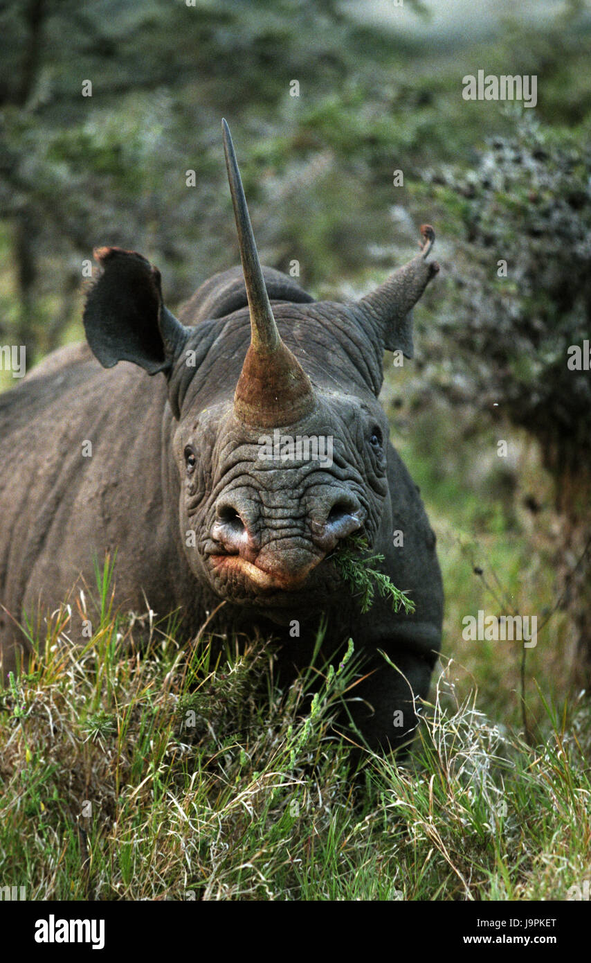 Bouche a souligné,rhinoceros Diceros bicornis,Kenya, Banque D'Images