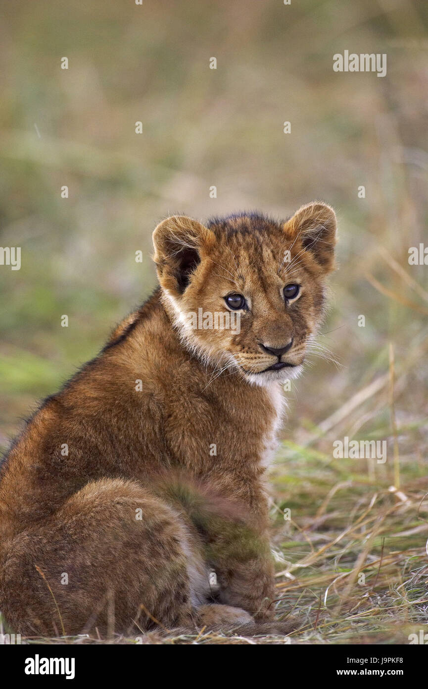 L'African lion Panthera leo,jeunes,animal,assis,Masai Mara, Kenya, Banque D'Images