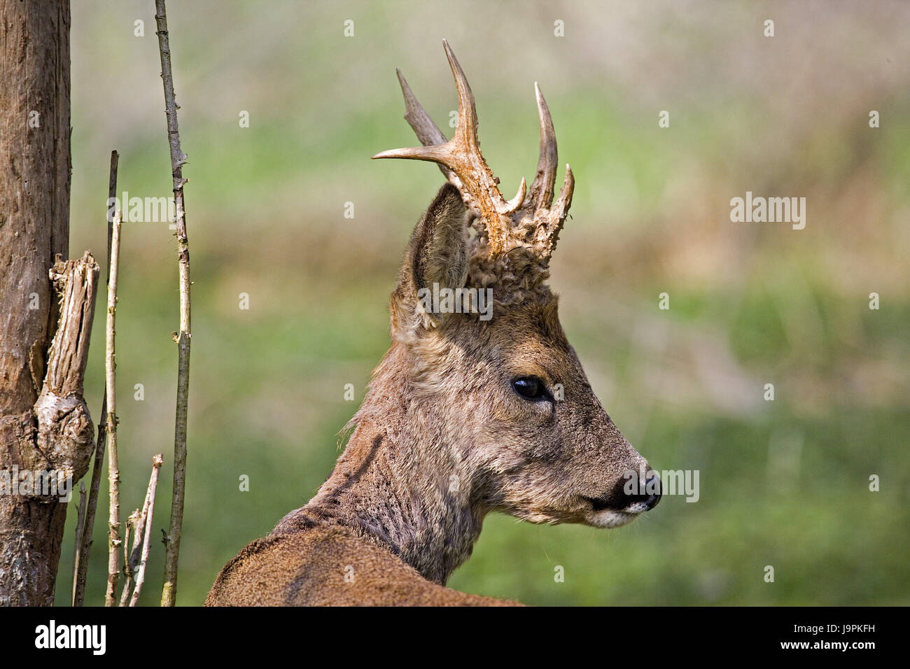 Chevreuil Capreolus capreolus,portrait,Normandie,France,, Banque D'Images