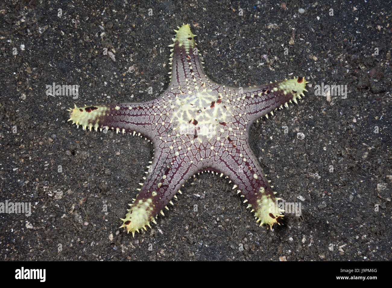 Étoile de mer sur le sable,sol,le Détroit de Lembeh Sulawesi du Nord, l'Indonésie, Banque D'Images