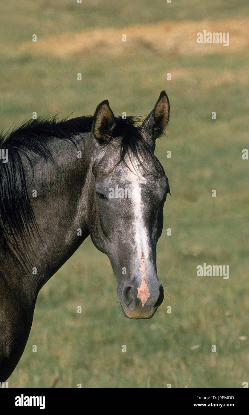 Le cheval arabe,portrait, Banque D'Images