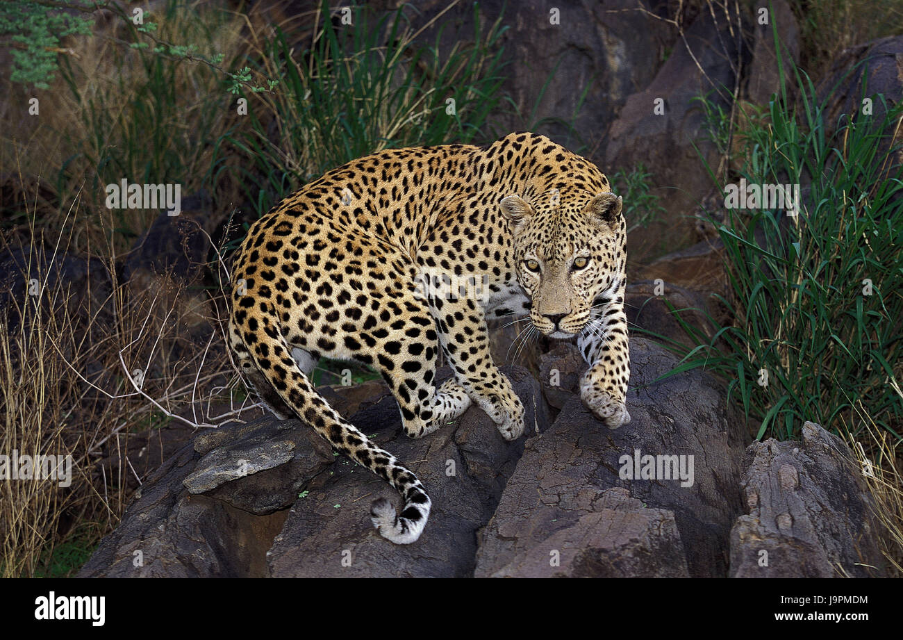Leopard,Panthera pardus,rocks,Gorge leopard,Parc de Masai Mara, Kenya, Banque D'Images