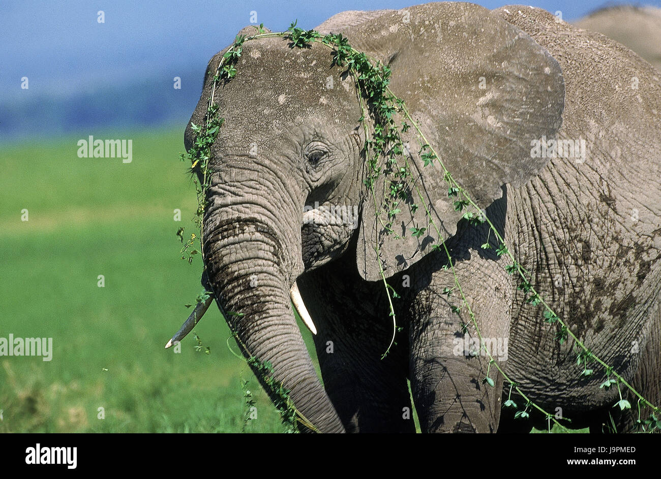 L'éléphant d'Afrique Loxodonta africana,usine,Kenya,vrille, Banque D'Images