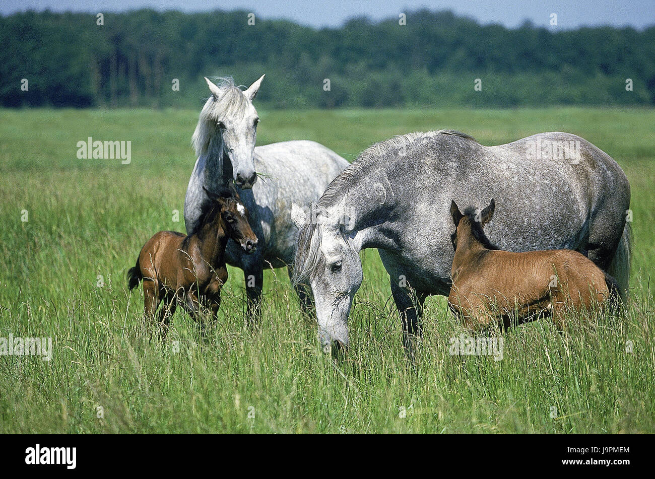 Cheval lusitanien poulain juments,avec,pâturage, Banque D'Images