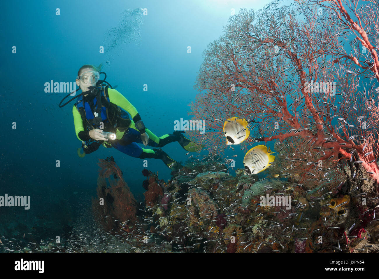 Panda-papillon,poisson Chaetodon adiergastos,plongée,Raja Ampat, Papouasie occidentale, Indonésie, Banque D'Images