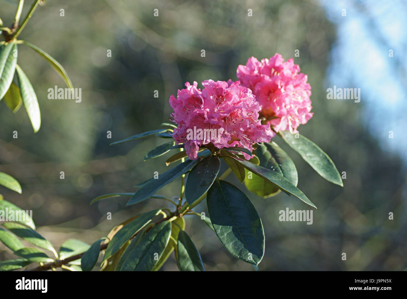 Rhododendron 'Lees Début Scarlet' Banque D'Images
