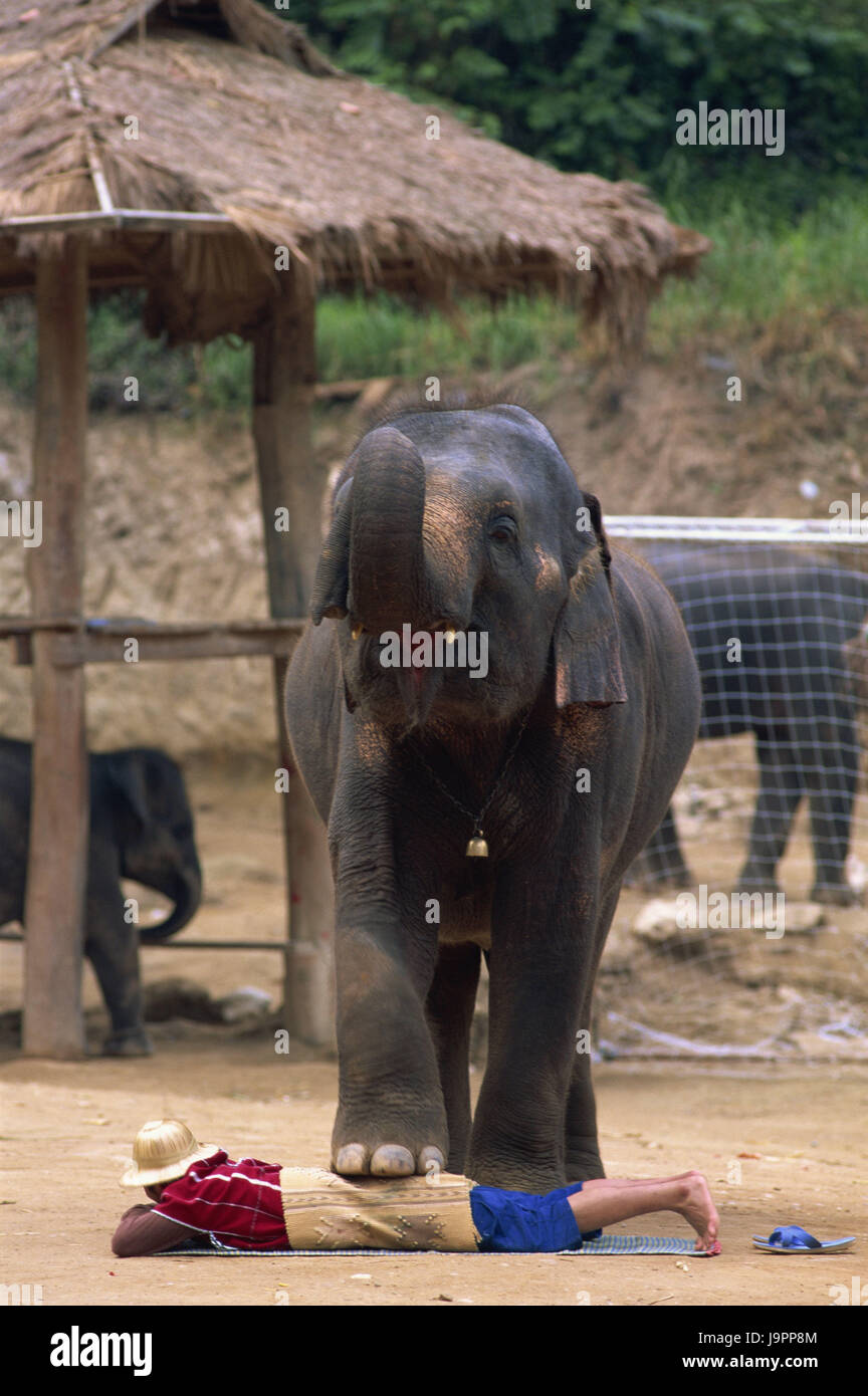 Thaïlande, Chiang Mai, Mae Sa Elephant Camp,elephant,homme,mensonge,Asia,Nordthailand,endroit d'intérêt,animal,,mammifère pachyderme,trunk,tourisme,destination,corps entier,elephant's camp,personne,show,montrant,lieu,l'étape,dangereusement, Banque D'Images