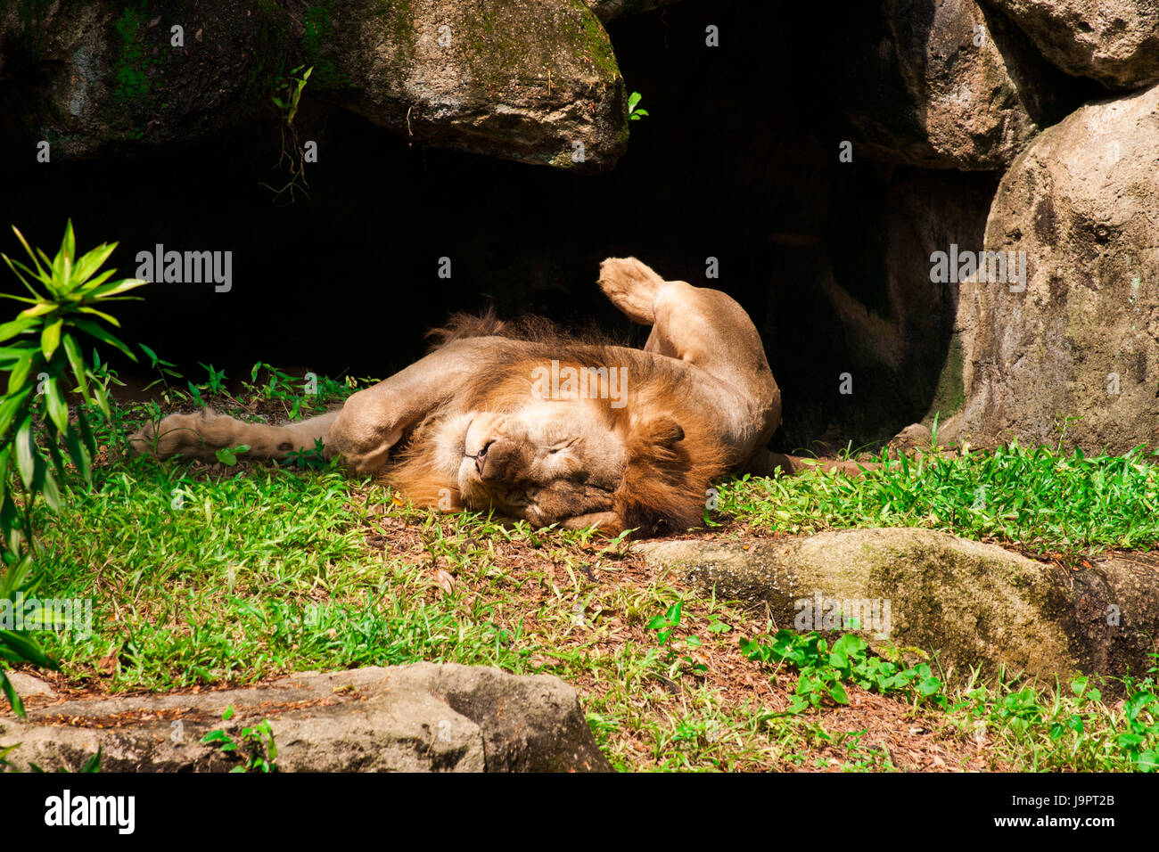 Lion dort sur l'herbe Banque D'Images