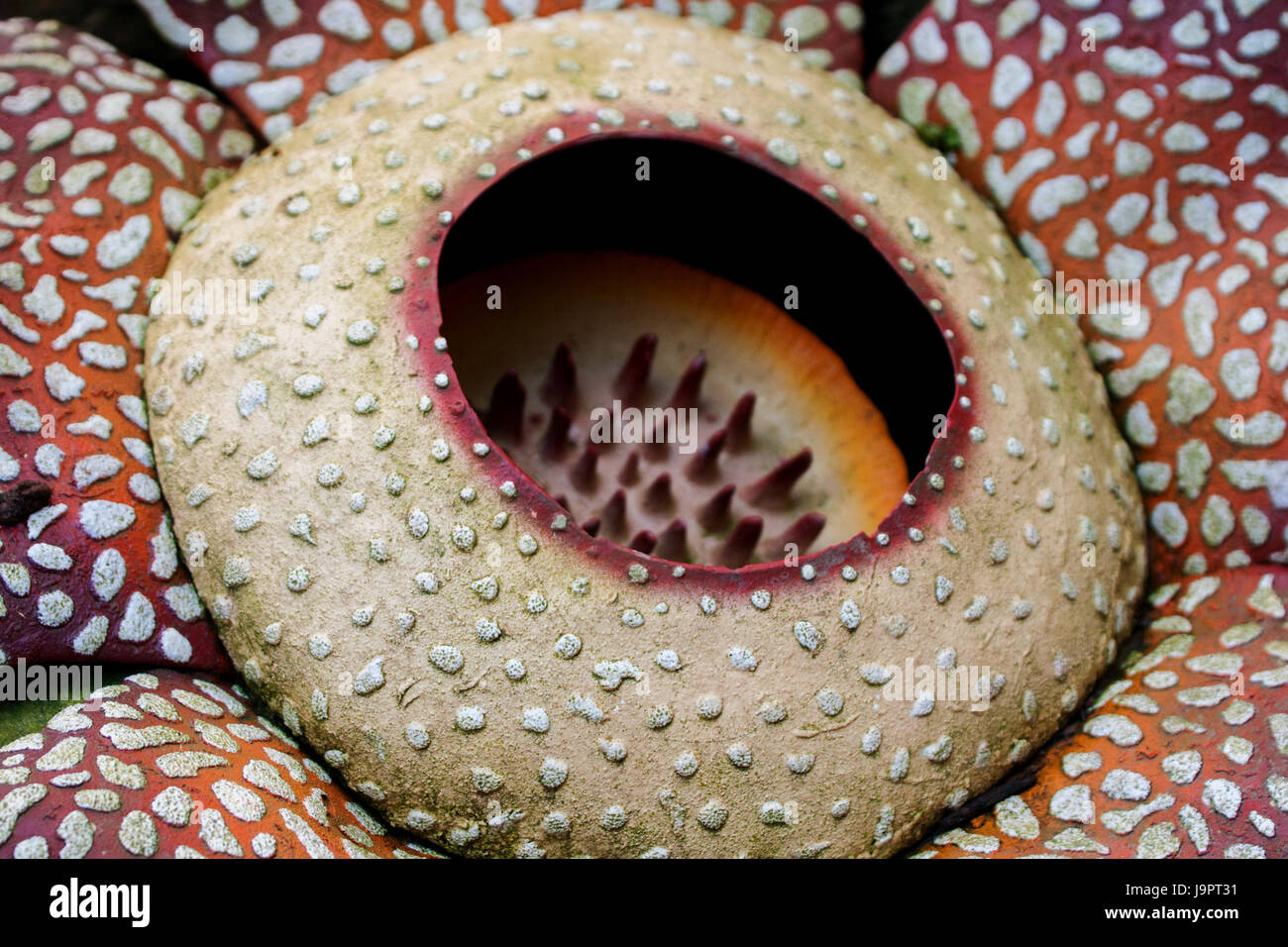 Le Rafflesia Rafflesia arnoldii Banque de photographies et d’images à haute ...