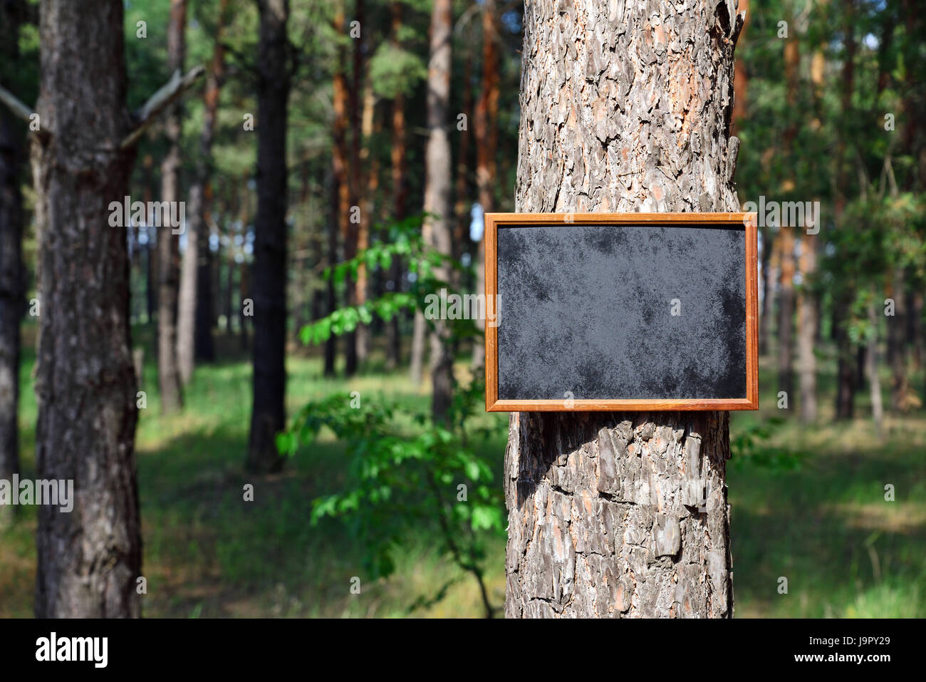 Chalk board noir vide se bloque sur le tronc d'un pin au milieu de la forêt, une belle journée ensoleillée Banque D'Images