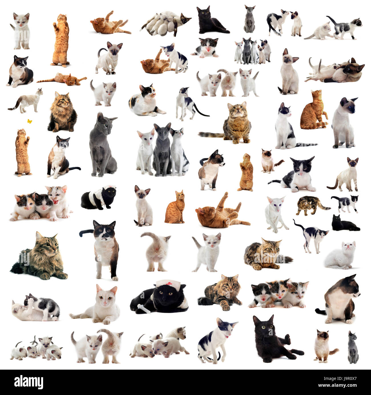 Les chats, chat, bébé chaton, pussycat, chat, chat domestique, belle, beauteously, Banque D'Images