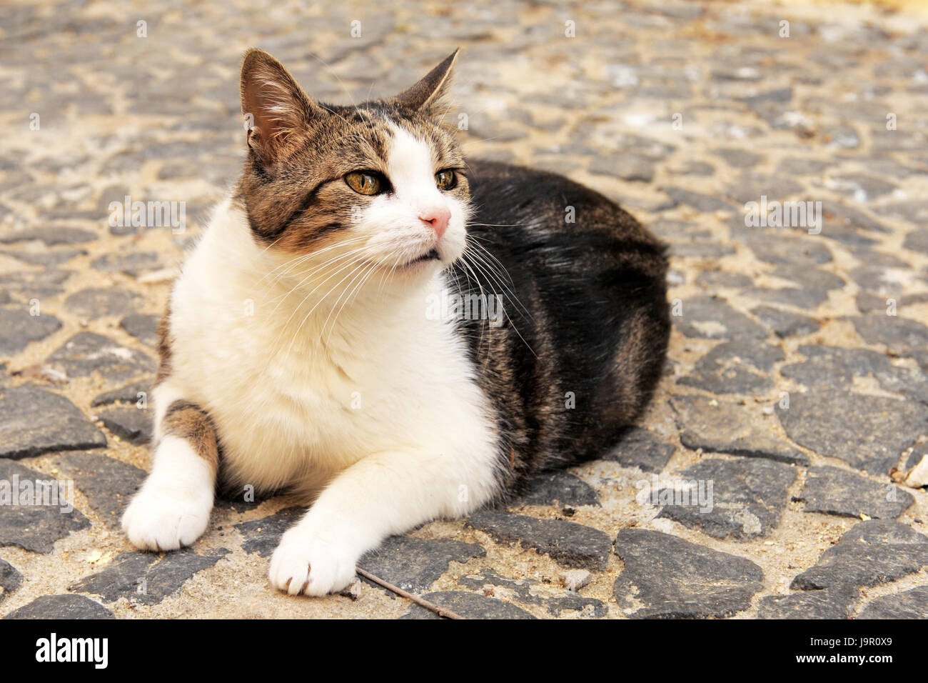 Animal, animal, bébé chat, chaton, chaton, chat, chat domestique, rue, route, Banque D'Images