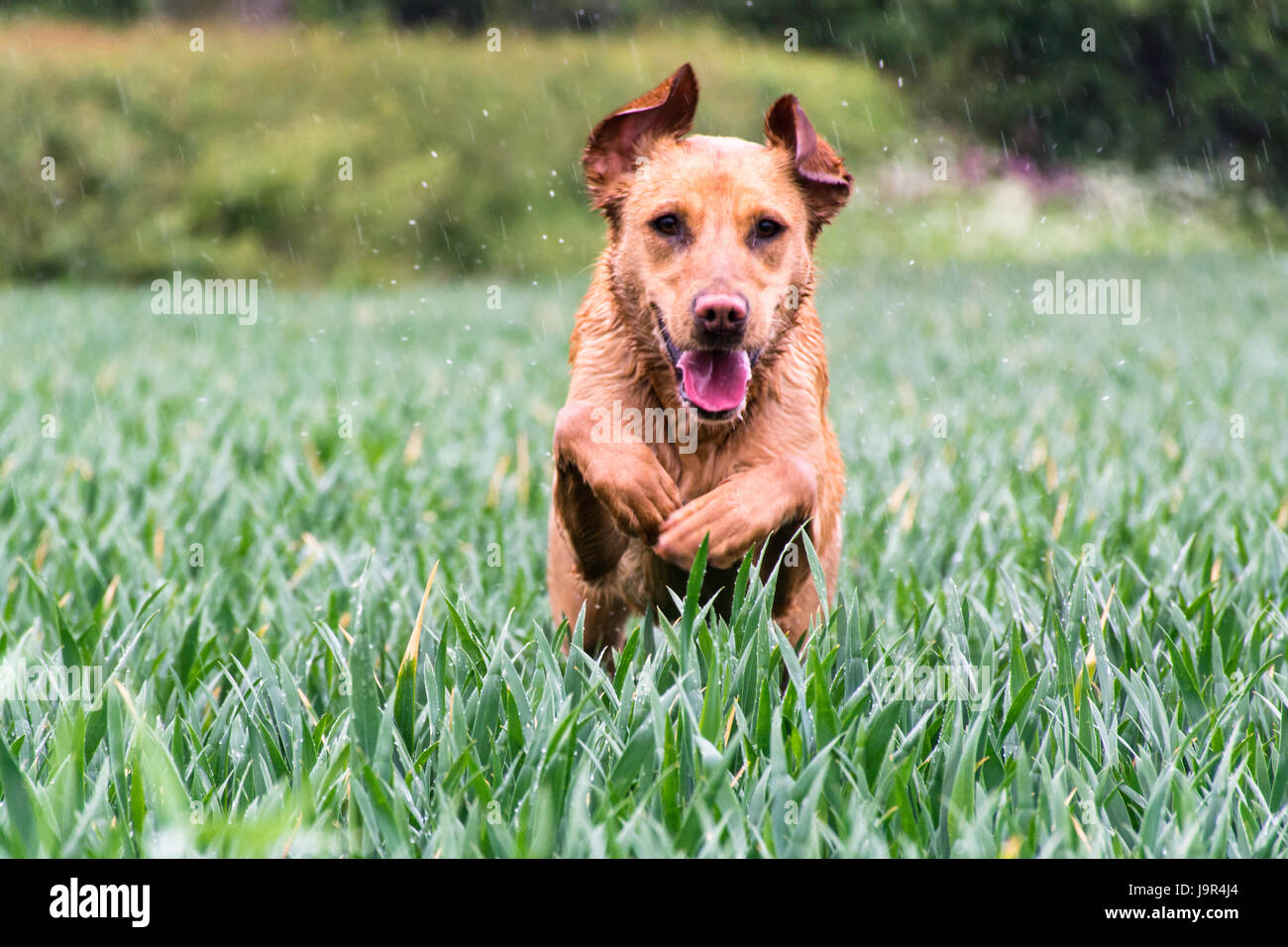 Red Fox bondissant lab Banque D'Images
