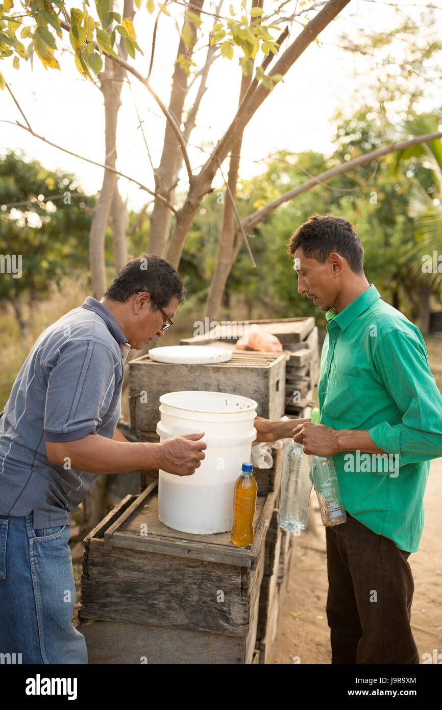 Les gardiens des abeilles du miel fraîchement récolté bouteille à Léon Ministère, au Nicaragua. Banque D'Images