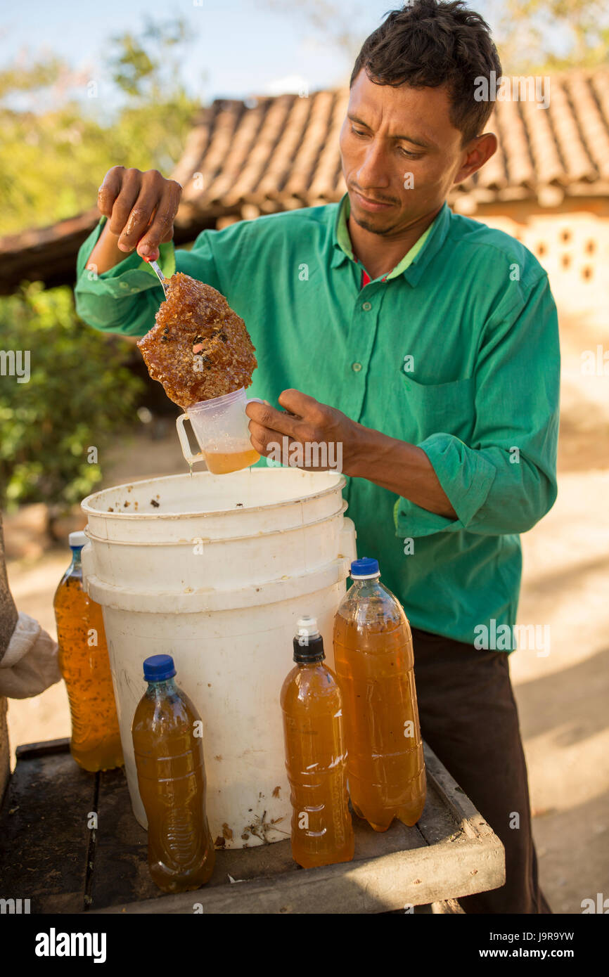 Un gardien d'abeilles du miel fraîchement récolté de bouteilles à Léon Ministère, au Nicaragua. Banque D'Images