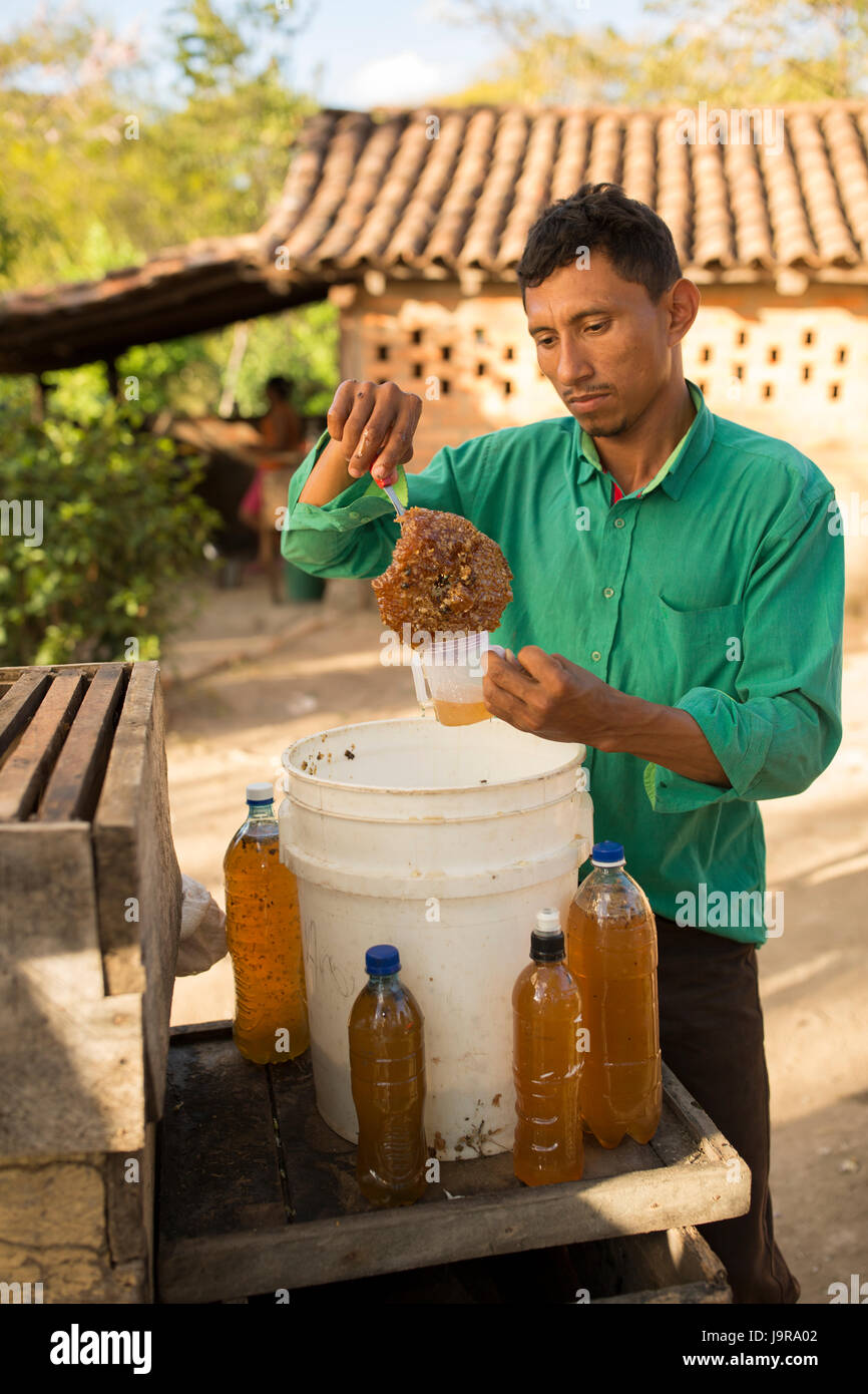 Un gardien d'abeilles du miel fraîchement récolté de bouteilles à Léon Ministère, au Nicaragua. Banque D'Images
