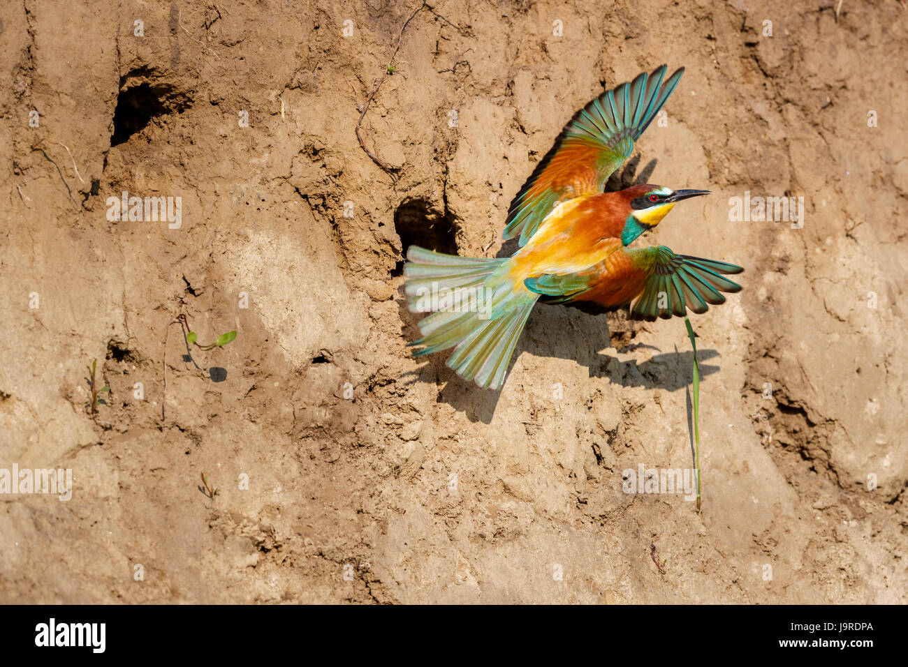 Guêpier d'Europe (Merops apiaster) décolle et s'éloigne de son trou de nidification dans une banque de sable, le Parc National de Koros-Maros, Bekes Comté, Hongrie Banque D'Images