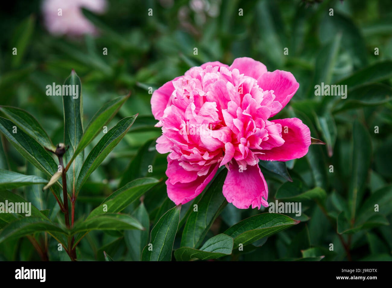 Rose pivoine (Paeonia lactiflora) pousse dans un jardin anglais border à la fin du printemps au début de l'été, Surrey, au sud-est de l'Angleterre, Royaume-Uni Banque D'Images