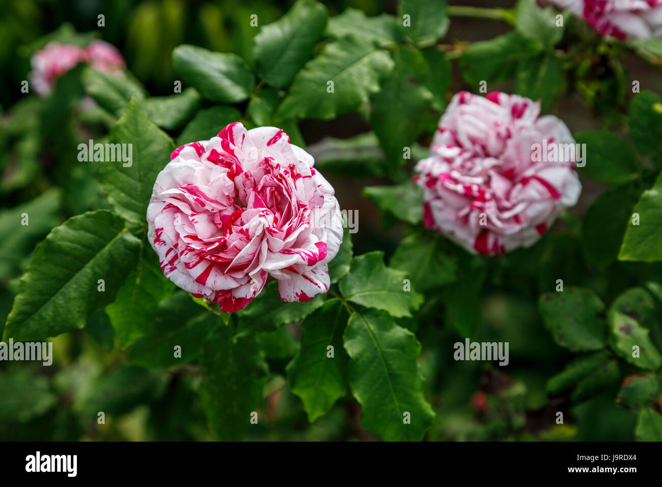 Framboise rose et blanc roses colorées ondulées pousse dans un jardin anglais border à la fin du printemps au début de l'été, Surrey, au sud-est de l'Angleterre, Royaume-Uni Banque D'Images