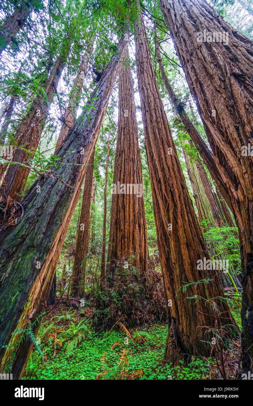 La beauté de la Forêt de Redwood les plus grands arbres du monde Photo Stock Alamy