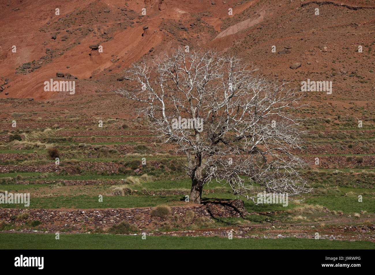 Paysages,arbre,le contraste des couleurs,Maroc, Banque D'Images