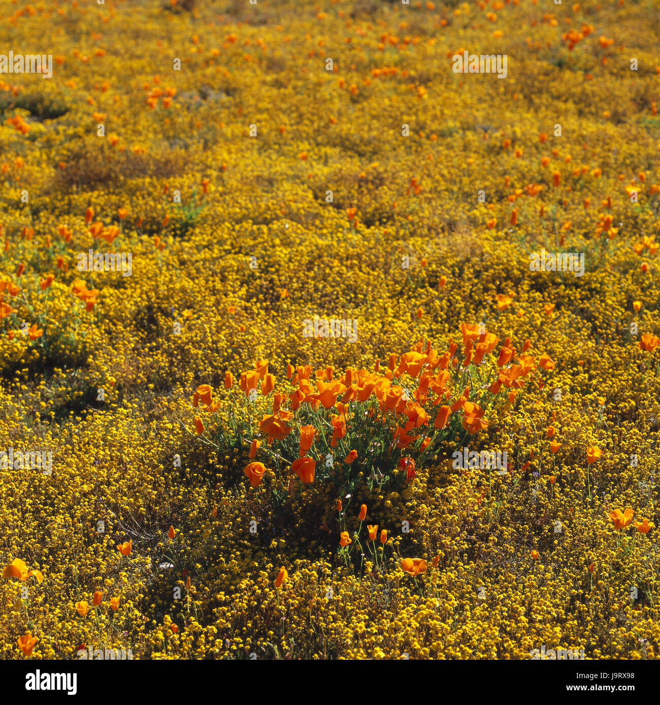 Les Usacaliforniemontagnes Tehachapiscenerycoquelicots