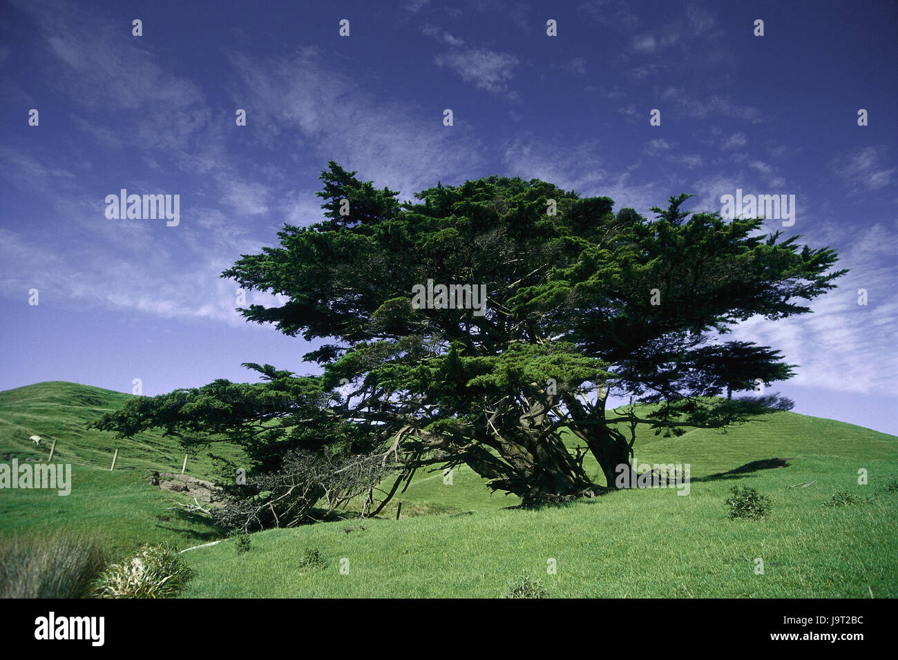 Prairie,paysage,arbres,Nouvelle-Zélande,île du sud,Golden Bay,conception,déserté,arbre à grandes feuilles,nature,gnarledly,reste,constance,silence,gris,vert,largeur,la distance, Banque D'Images