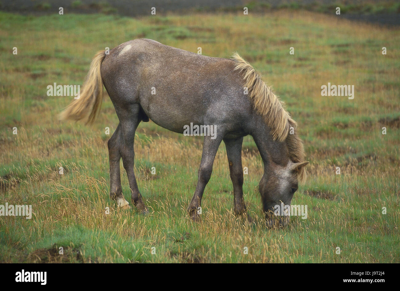 Brouter,chevaux,europe,l'Islande Islande,cheval,poney,conception,déserte,meadow,grass,tout seul,individuellement,la liberté,calme,animal,corps entier,de mammifères sauvages,animal,wild horse Banque D'Images