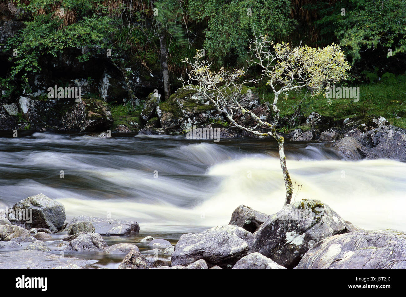 Arbre généalogique,rock,Flux,europe,Grande-bretagne, Ecosse, highlands,flou,conception,déserté,brook,nature,paysage,riverside,pierres,eau,seulement,individuellement,parfaitement,en paix,pittoresque,doucement,motion,la solitude, Banque D'Images