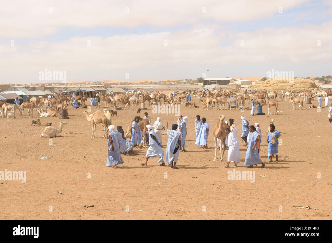 La Mauritanie, Nouakchott,marché aux chameaux, les chameaux,bédouin,Afrique,l'Afrique de l'Ouest,ville,économie,capital,commerce,achat,marché,camel discussion,ventes,entretiens de vente,homme,people,locaux, Darrah,Boubou,turbans,conversation,animal,commerce, traditionnellement Banque D'Images