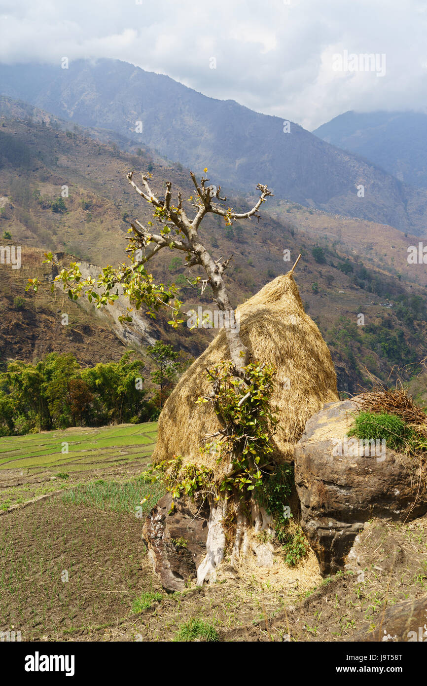 Foin traditionnel rick, région de l'Annapurna, au Népal. Banque D'Images